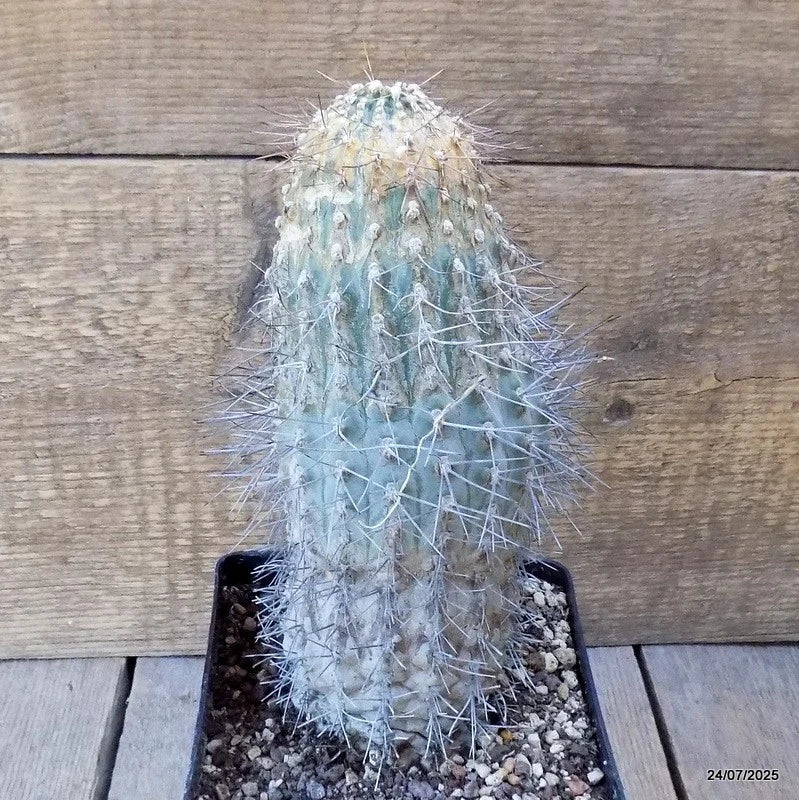 D5467 ACANTHOCALYCIUM THIONANTHUM pot12-H21-W8 cm MaMa Cactus Green Plant