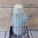 D5467 ACANTHOCALYCIUM THIONANTHUM pot12-H21-W8 cm MaMa Cactus Green Plant