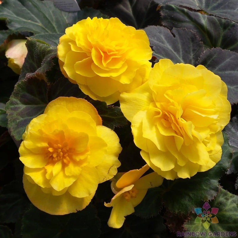 25+ Mocca Yellow Begonia Seeds for Garden Planting - USA - FREE SHIPPING! Garden Plants