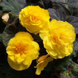 25+ Mocca Yellow Begonia Seeds for Garden Planting - USA - FREE SHIPPING! Garden Plants