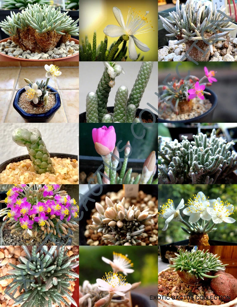 EXOTIC AVONIA MIX variety rare flowering succulent cactus plant seed - 15 SEEDS Flowering Plants