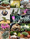 EXOTIC AVONIA MIX variety rare flowering succulent cactus plant seed - 15 SEEDS Flowering Plants
