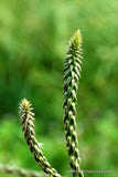 RABO DE GATO achyranthes aspera, cola medicinal herb garden plant seed 100 seeds Garden Plants