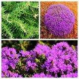 40 CONEHEAD THYME Thymus Capitatus Thymbra Mediterranean Herb Flower Seeds Flowering Plants