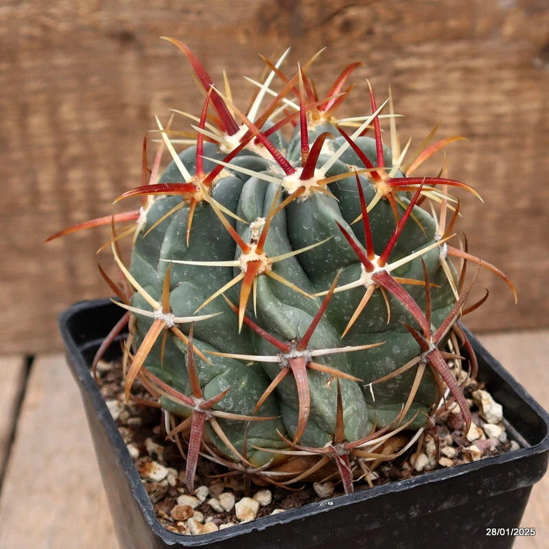 Green FEROCACTUS LATISPINUS cactus in black pot with red spines, in gravel