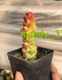 3PCS  Monadenium ritchiei Cactaceae Rarecactus cacti Succulent garden plants Garden Plants
