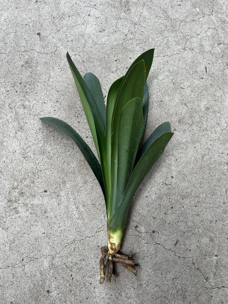 Clivia miniata mini bush lily plant with green leaves and bare-root base