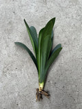 Clivia Miniata Bush Lily Orange 10 Leaves Bare Root Live Plant No Pot Orchids
