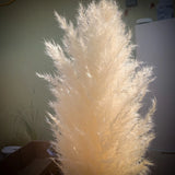 Dried flowers- Box of 12 (36Ó) natural white beige pampas grass Dried Flower