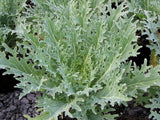 250 WHITE RUSSIAN KALE SEEDS  FRESH HARVEST FOR GARDENS Garden Plants