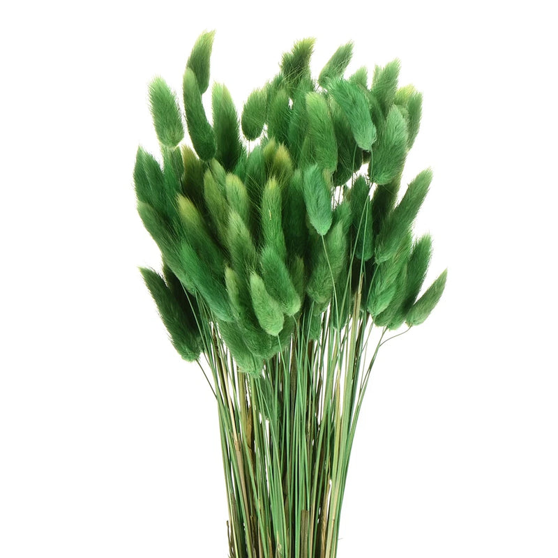 Dried bunny tail grass stems, grass green, 17 in bunch