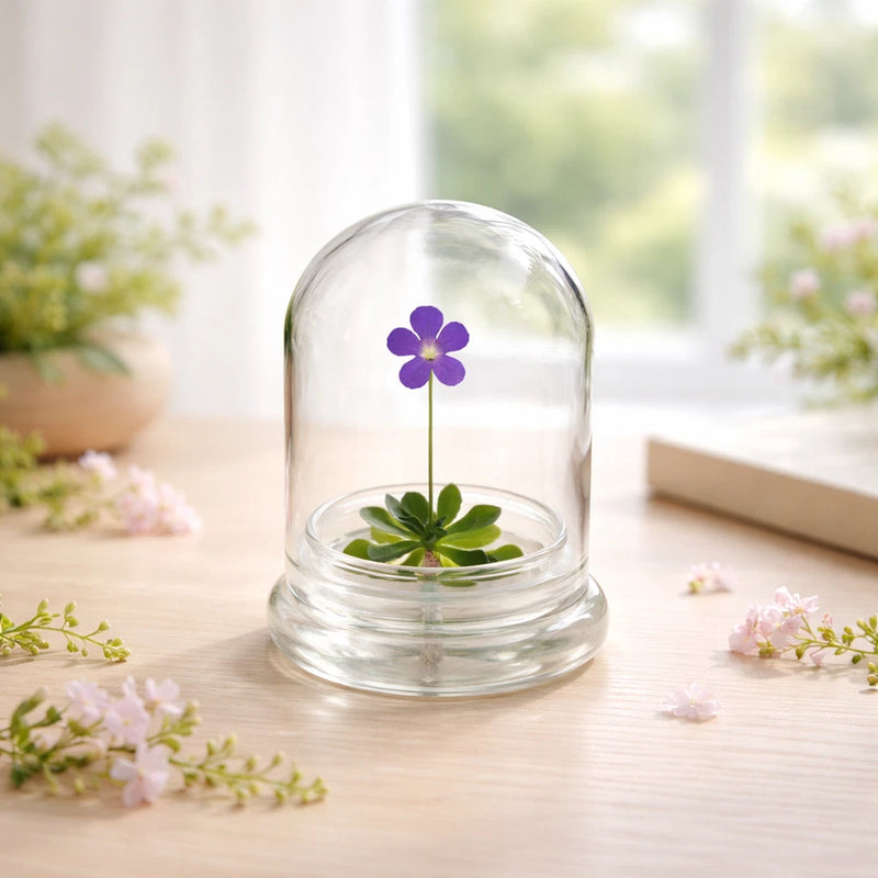 Glass dome terrarium with live butterwort plant, violet rosette bloom and green leaves