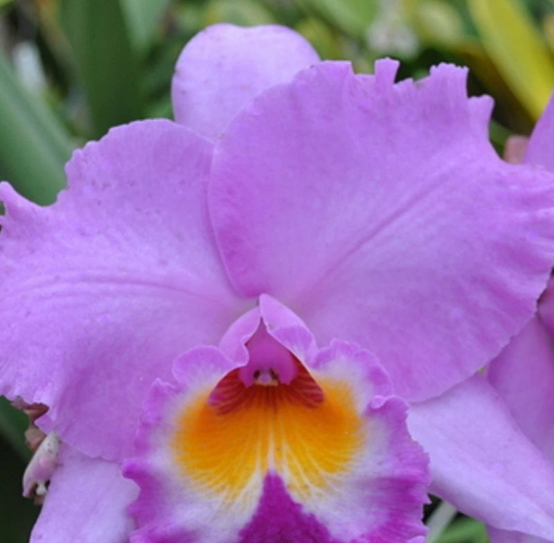 Purple Cattleya orchid flower with orange-yellow throat, fragrant live houseplant
