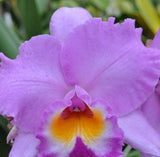 Rlc Volcano Spring Volcano Queen Cattleya Live Orchid Houseplant pink Fragrant Orchids