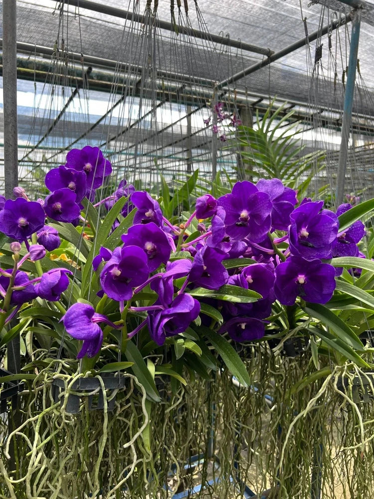 Purple orchid plant with clusters of violet blooms and green leaves
