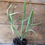 D5338 EUPHORBIA SP. pot14-H40-W34 cm MaMa Cactus Green Plant
