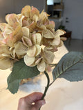 3 Dried Hydrangea Flowers Antique Golden  Cream with Burgundy Rustic  SECONDS Hydrangea