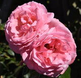 Dancing Queen Rose Seeds - Pack 30 Seeds - Rose Flower Gardening Garden Plants