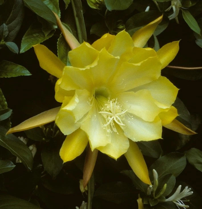 Yellow epiphyllum orchid cactus flower in bloom