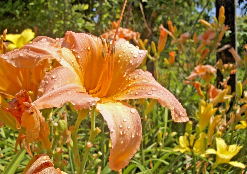 5 LADY INARA DAYLILY SEEDS - Hemerocallis 'Lady Inara' Garden Plants