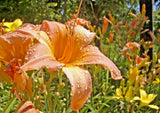5 LADY INARA DAYLILY SEEDS - Hemerocallis 'Lady Inara' Garden Plants