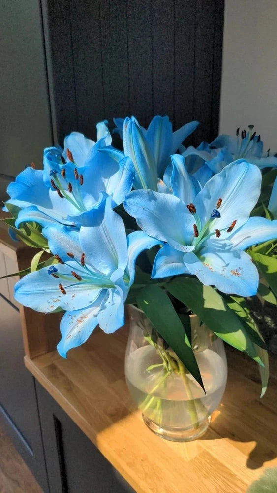 Double Oriental Lily for Home and Gardening Pack of 2 bulbs (BLUE) Lily