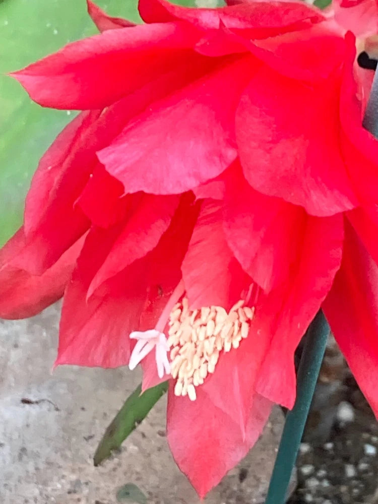 25+ SEEDS Epiphyllum RARE GERMANY Orchid Cactus RUBIN DUE x BUMPKIN free ship Orchids