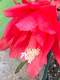 25+ SEEDS Epiphyllum RARE GERMANY Orchid Cactus RUBIN DUE x BUMPKIN free ship Orchids