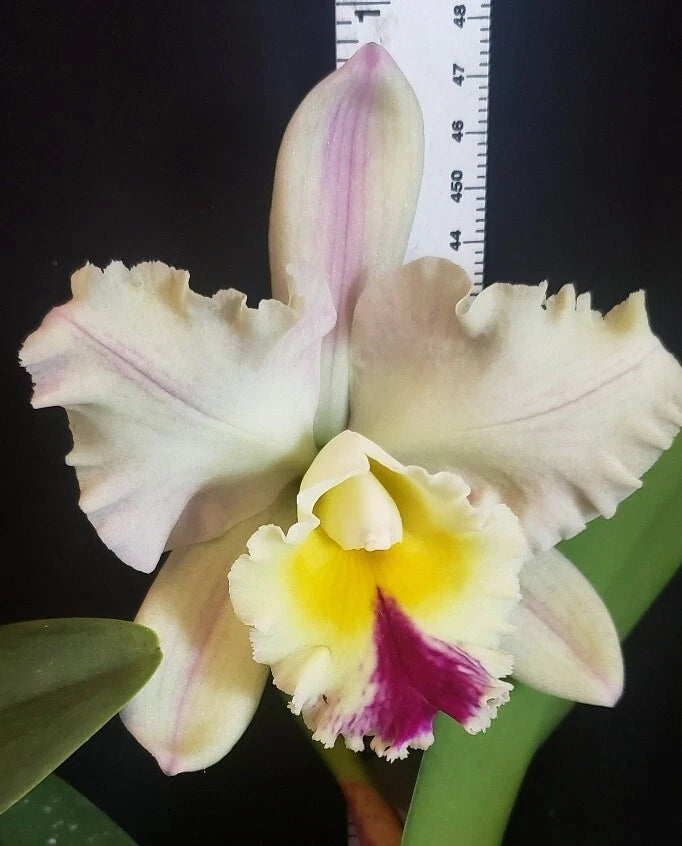 Orchid blossom with pale cream petals, lavender edges, yellow center, and magenta lip