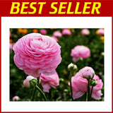 Mixed Peony Ranunculus Bulbs - 10 Count Ranunculus