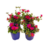 1.38 Pt. Purslane Plant Purple Flowers in 4.5 In. Grower's Pot (4-Plants) Green Plant