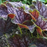 30+Marvelous Marble Heuchera / Ground Cover Deer Resistant / Perennial Seeds Flowering Plants