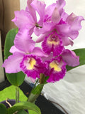 (279-1) Pot.Hsinying Pink Doll Hsinying    AM/AOS    FS Fragrant Orchids