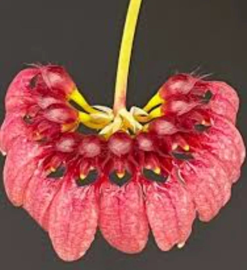 Live orchid plant with large red-pink flowers and yellow center, close-up