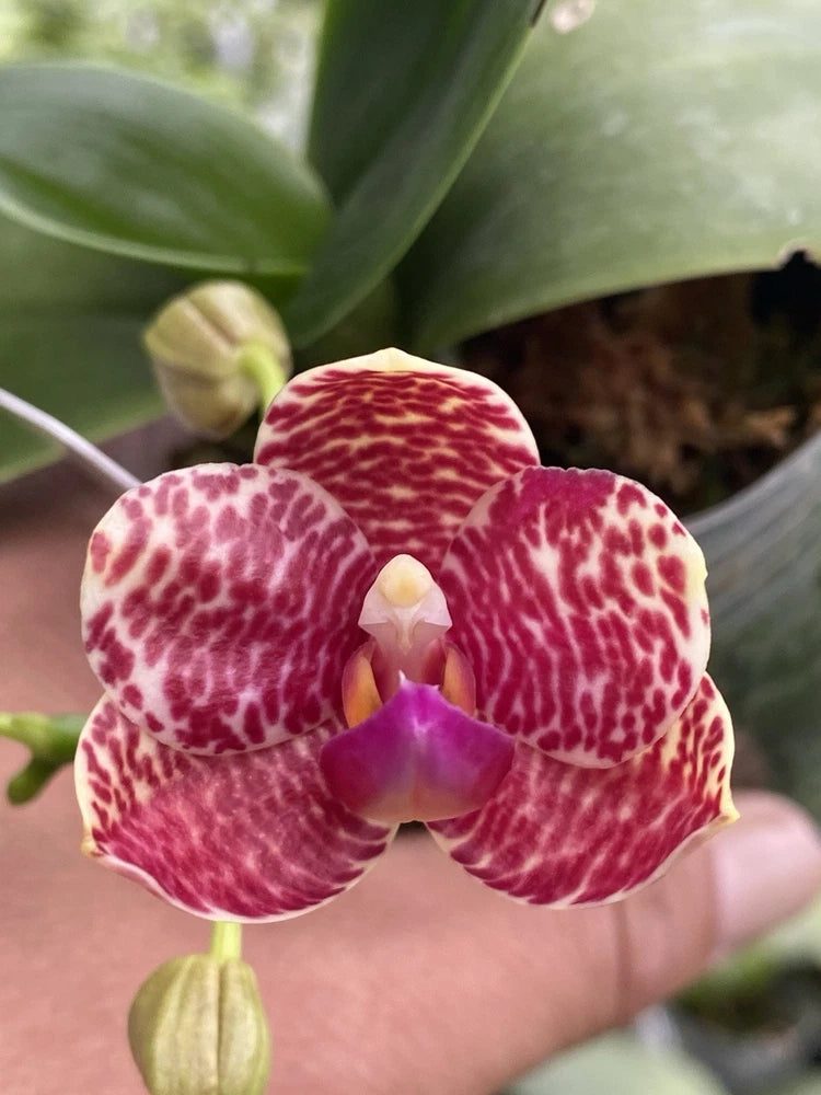 Fragrant phalaenopsis orchid flower with maroon speckled petals and purple center