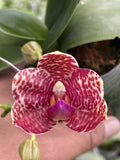 Original Phal Phalaenopsis Joy Fortune Diamond x Ld Java Canary-FRAGRANT Orchids