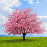 10 fresh cuttings of Japanese Kwanzan Cherry Blossom tree, 8-10 inches, no roots Hydrangea