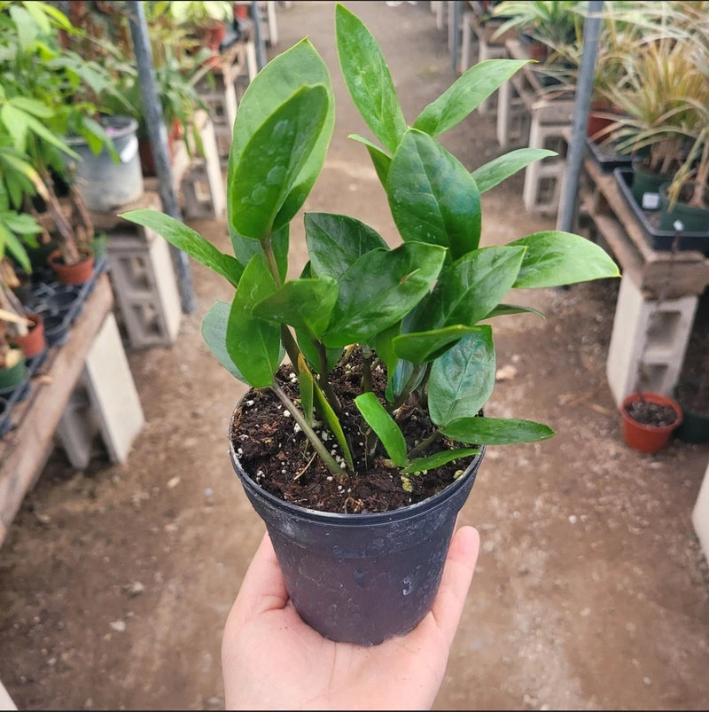 ZZ Plant | Zamioculcas zamiifolia | 4in pot Green Plant