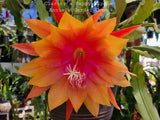 Epiphyllum Clarity's Happy Hippie Unrooted Cuttings - 8 to 10 inches long Orchids