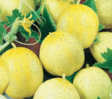 LEMON CUCUMBER SEEDS 50+ Vegetable GARDEN culinary SALAD pickling FREE SHIPPING Garden Plants