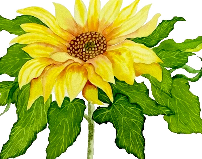 Watercolor sunflower painting with yellow petals and green leaves