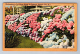 Atlantic City NJ-New Jersey, Hydrangeas In Full Bloom, Vintage c1950 Postcard Hydrangea