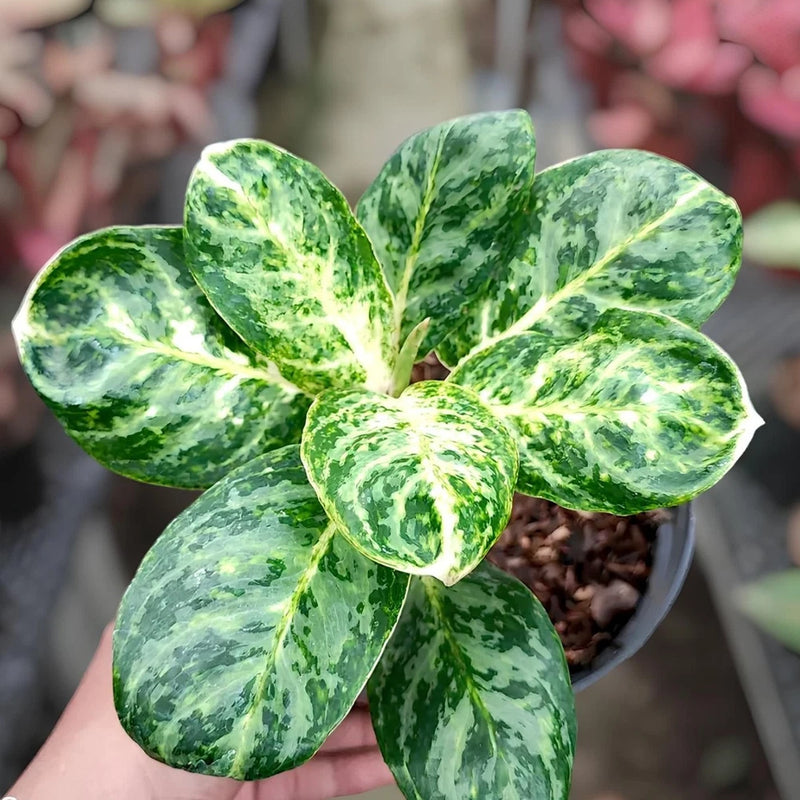 Green variegated ornamental plant with broad leaf rosette in pot