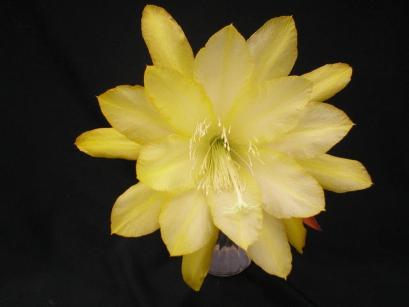 Yellow orchid cactus flower with layered petals and pale center