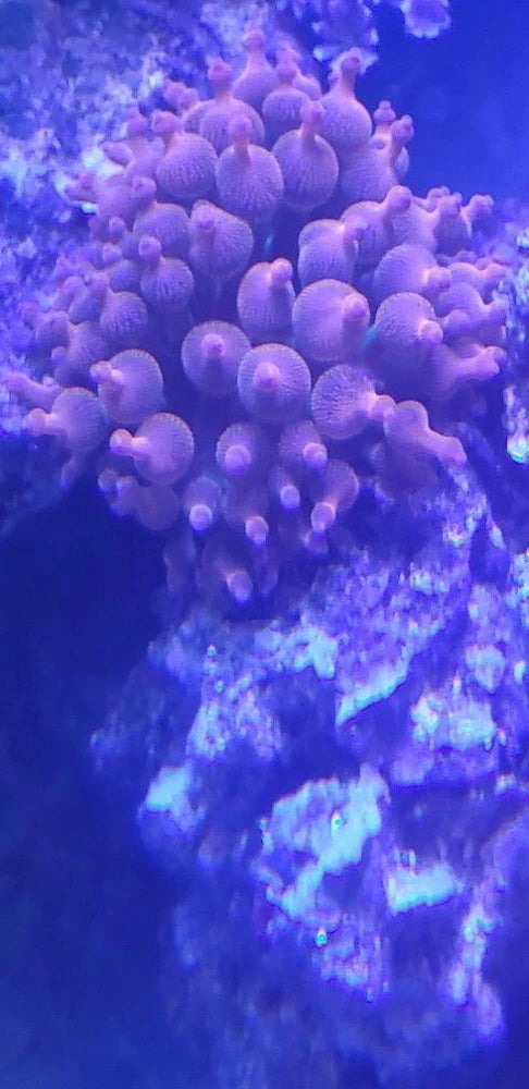 Live bubble tip anemone coral 3in minimum Anemone