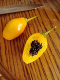 Manzano Pepper Yellow Teardrop 24 seeds FREE DELIVERY Flowering Plants