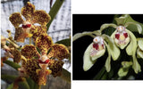NEW HYBRID Vanda lombokensis x  Vanda flavobrunea   Fragrant Orchids Seedling Orchids