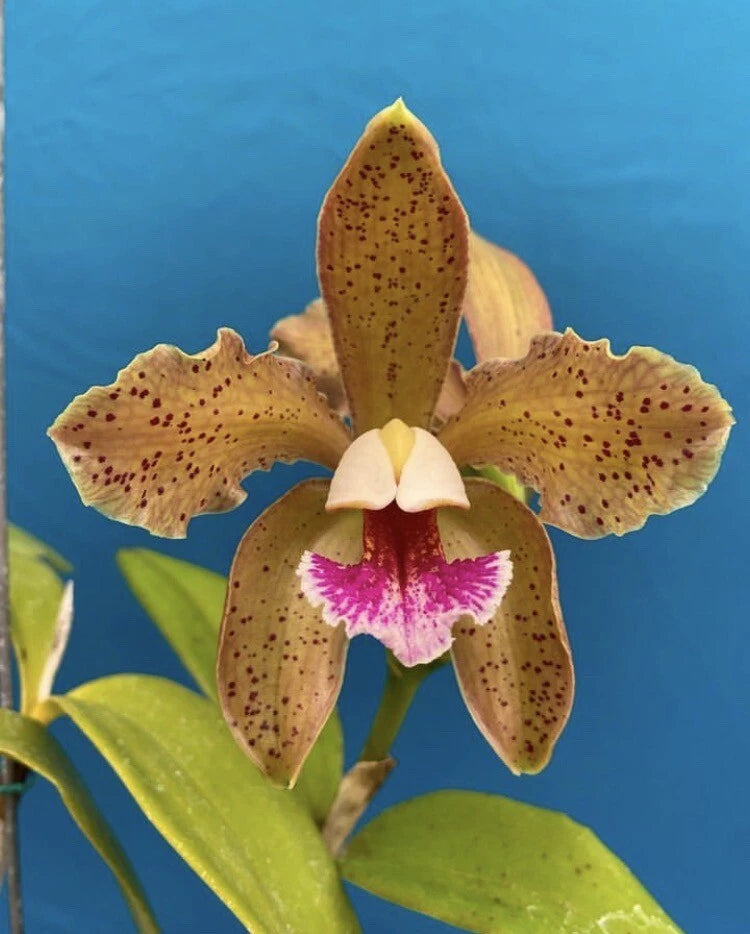 Brown speckled orchid flower with purple magenta center lip