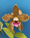 Cattleya schofieldiana ÔGreen GuyÕ X  ÔOrchid ErosÕ Orchid Species 4" RePot Orchids