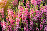 100 MIXED COLORS VERBASCUM Verbascum Phoeniceum Flower Seeds Flowering Plants